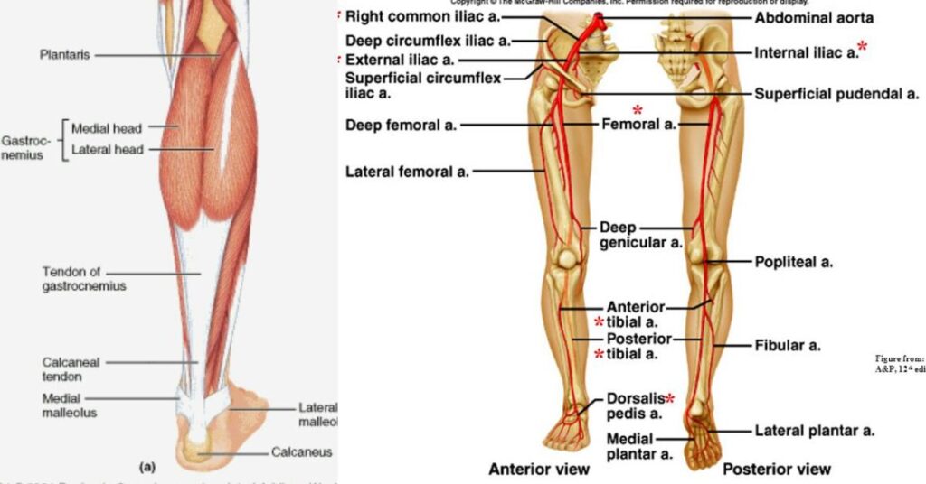 Calf Tattoos & The Calf Anatomy