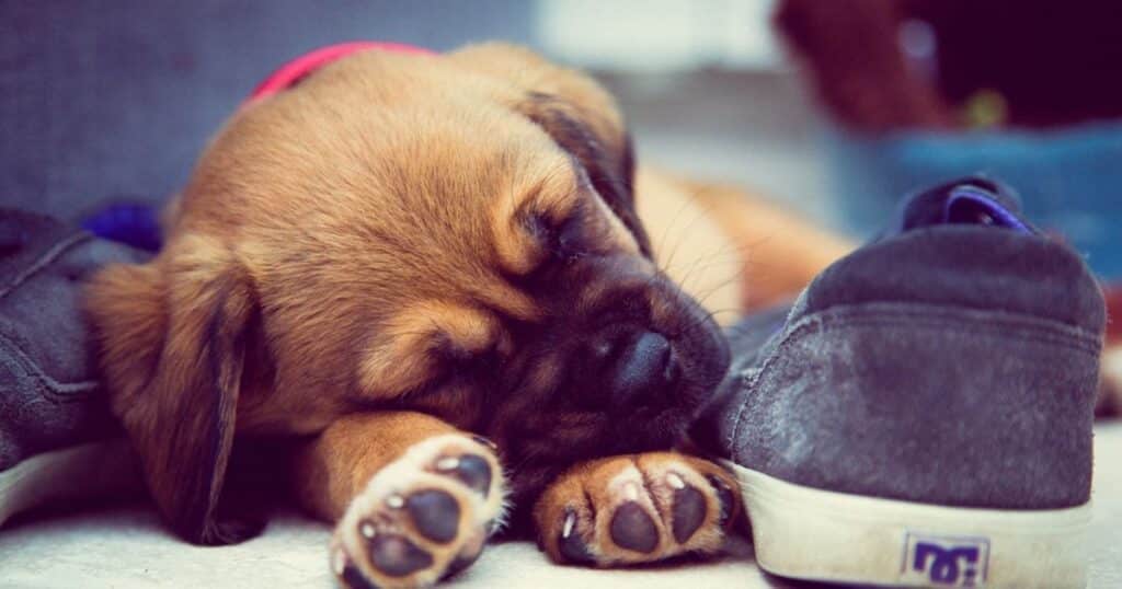 Dog Sleeps on Your Shoes (Even Smelly Ones) – Top 3 Reasons Why